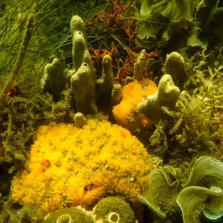 thumbnail for publication: Coral Reefs